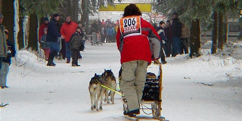dogsled2 dogsled2